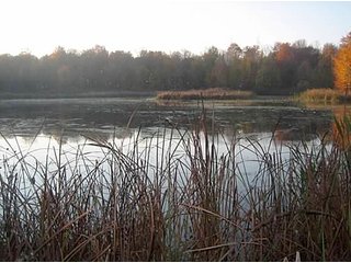 Property consists of 29.8 acres of woods and marshland with a newer 20 x 36 hunting cabin with garage all set back from the road for a fabulous hunting and recreation retreat.  

Cabin is set at edge of wooded area for a beautiful view of the area.

The woods have a former apple orchard and a cleared path around the perimeter of the property.  The marshland has duck blinds with abundance of waterfowl.  

Present owner has hunted with fantastic results, and pictures are taken from actual property. 

Don't miss an opportunity to own your own little paradise. - Prime Hunting and Recreation Land with Newer Cabin